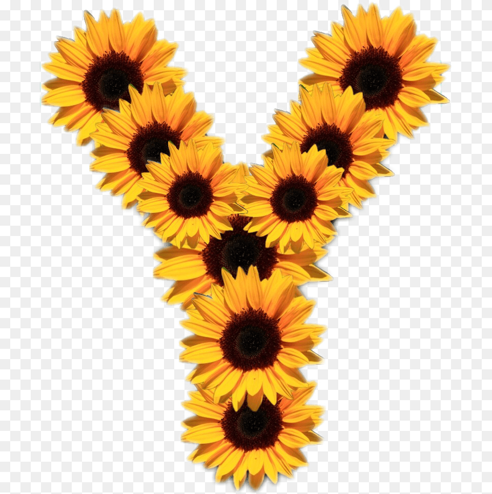 Girasoles Letras Girasoles Letra Y, Flower, Flower Arrangement, Plant, Sunflower Free Png