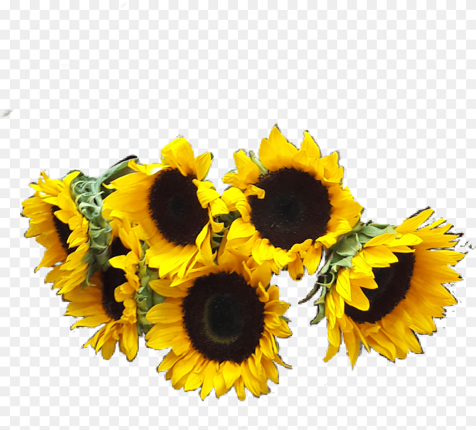 Girasoles Stickers Picsart Flores, Flower, Plant, Sunflower, Flower Arrangement Free Png