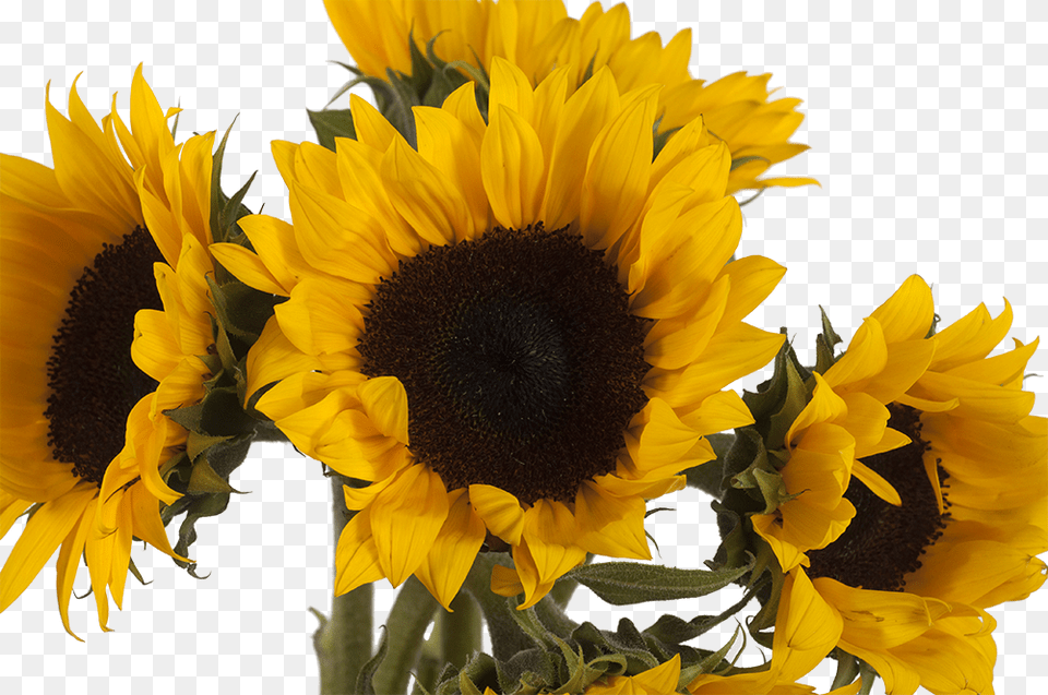 Girasoles Sunflower, Flower, Plant Free Png
