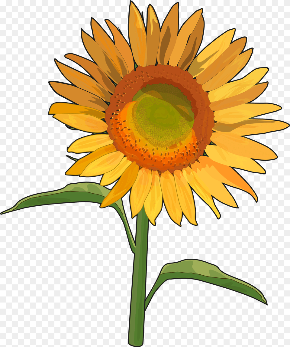 Girasoles Tumblr En Download Imagenes De Un Girasol Completo, Flower, Plant, Sunflower Png
