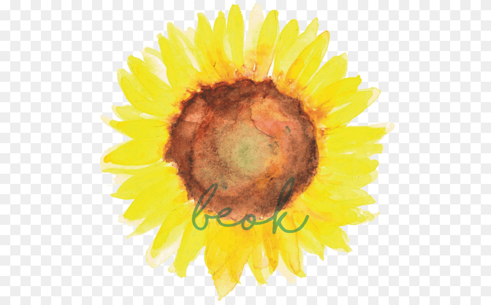 Girassol Beok Sunflower, Flower, Plant, Petal Png Image