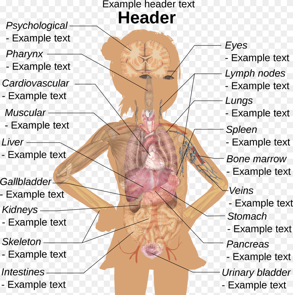 Girl Diagram Template Girl Human Body Diagram, Adult, Person, Woman, Female Free Png