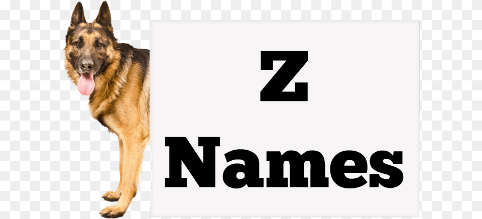 Girl Names Dogs Named Dean, Animal, Canine, Dog, Mammal Free Transparent Png
