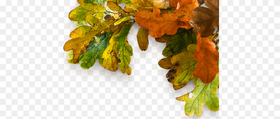 Give Thanks Ur Oregon White Oak, Leaf, Plant, Tree, Maple Png Image