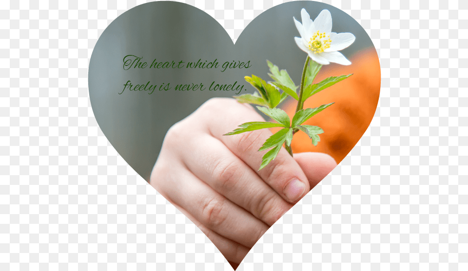 Give You A Flower, Hand, Person, Body Part, Finger Png Image