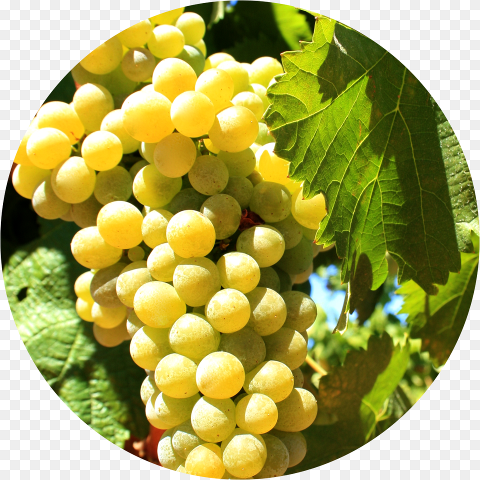 Given That Arinto Is A Very Versatile Grape Variety Grape, Food, Fruit, Grapes, Plant Free Png Download