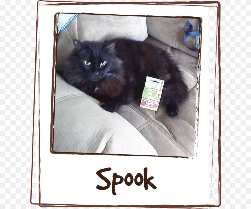 Giving Spook Licks Zen Has Calmed Him Down So He Isn, Animal, Cat, Mammal, Pet Png Image