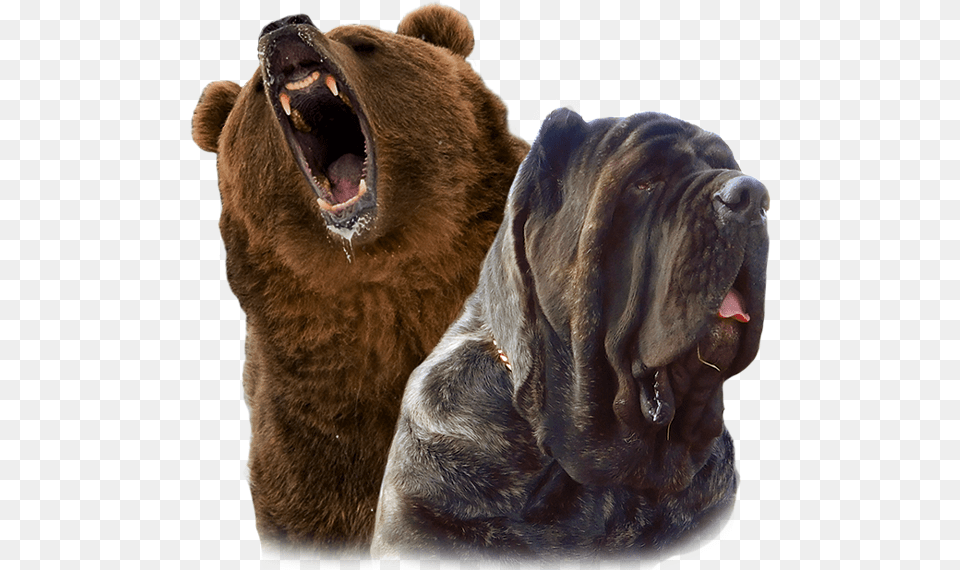 Gizzly Molossus And Mastiff Breeding And Puppies Grizzly Bear, Animal, Mammal, Wildlife, Canine Free Png Download