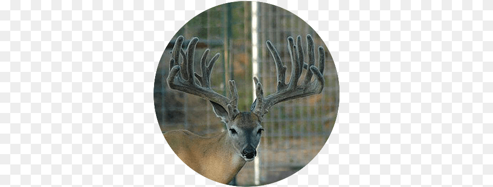 Gladiator Best, Photography, Antler, Animal, Antelope Free Png Download