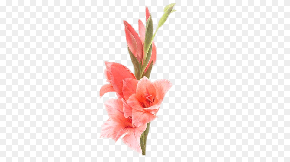 Gladiolus, Flower, Plant Free Transparent Png