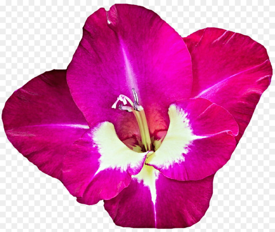 Gladiolus, Flower, Petal, Plant, Rose Free Png Download