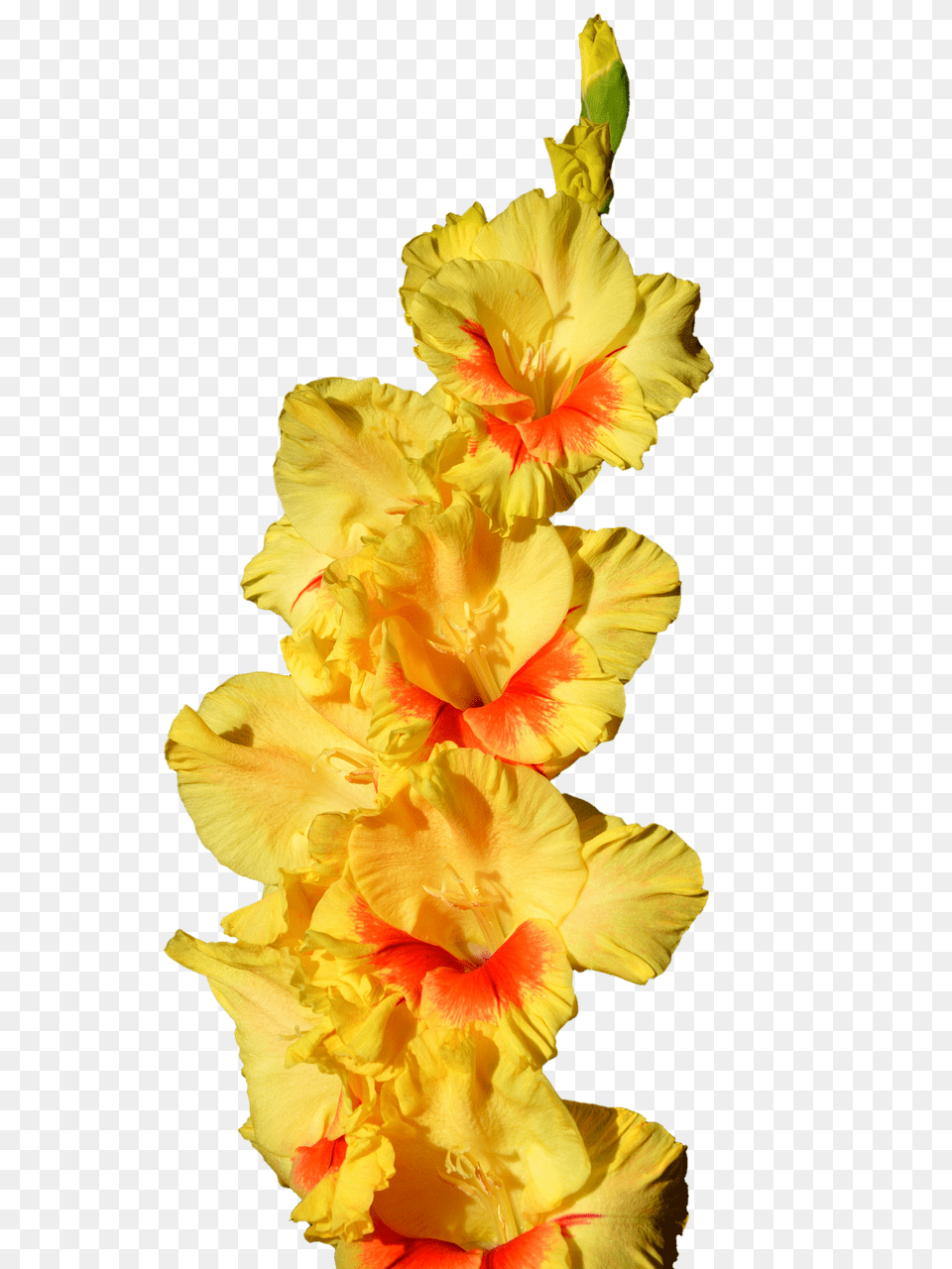 Gladiolus Flower, Petal, Plant, Rose Free Png Download