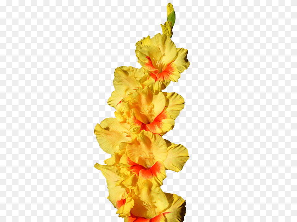 Gladiolus Flower, Plant, Petal Png Image
