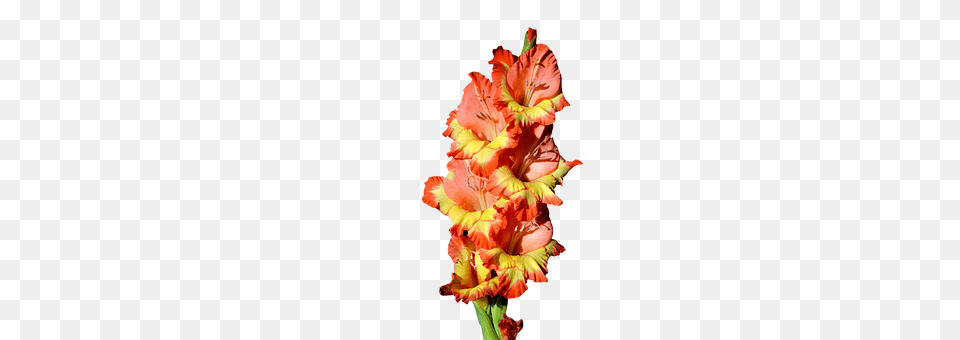 Gladiolus Flower, Plant, Person Free Png