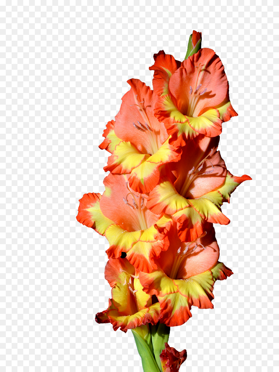 Gladiolus Flower, Plant, Petal Free Png