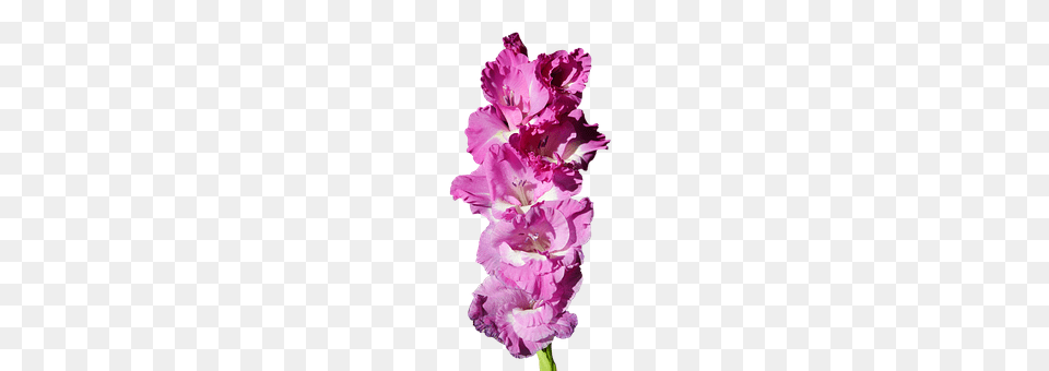 Gladiolus Plant, Flower, Wedding, Gown Png