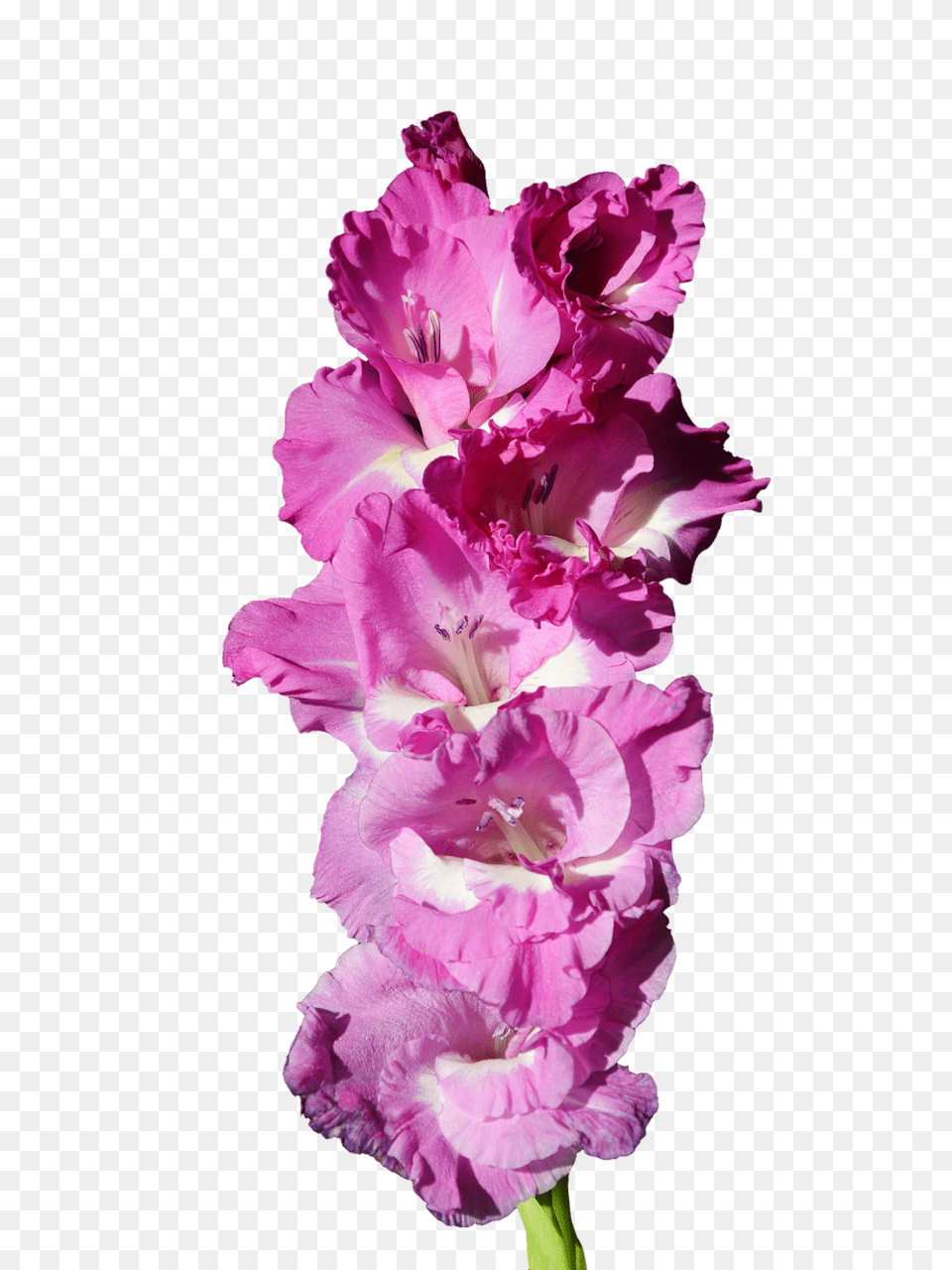 Gladiolus Flower, Plant, Rose Png Image