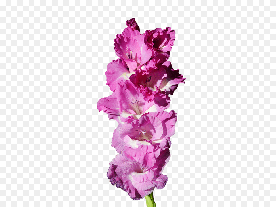Gladiolus Flower, Plant Png