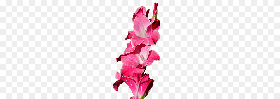 Gladiolus Flower, Plant, Petal, Cake Png Image