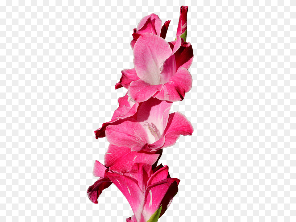 Gladiolus Flower, Petal, Plant, Geranium Free Transparent Png