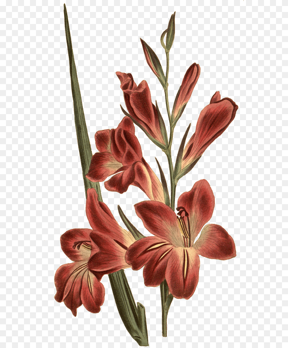 Gladiolus Botanical Illustration Gladiolus Flower Tattoo, Plant, Rose Free Png Download