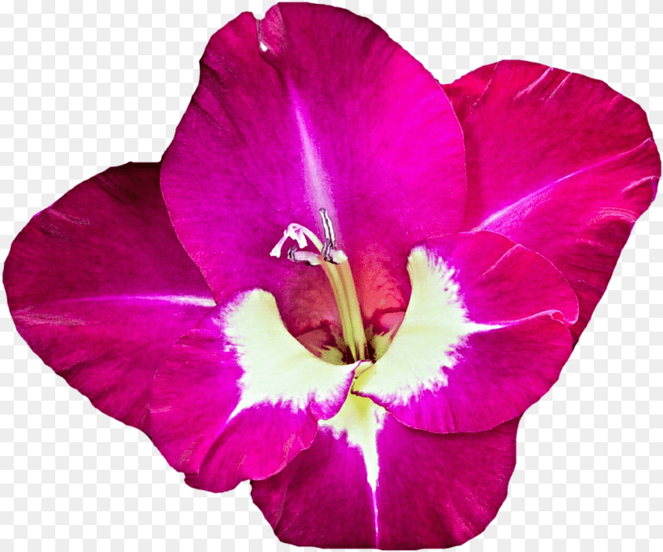 Gladiolus Clip Art Gladiolus, Flower, Petal, Plant, Rose Free Png Download