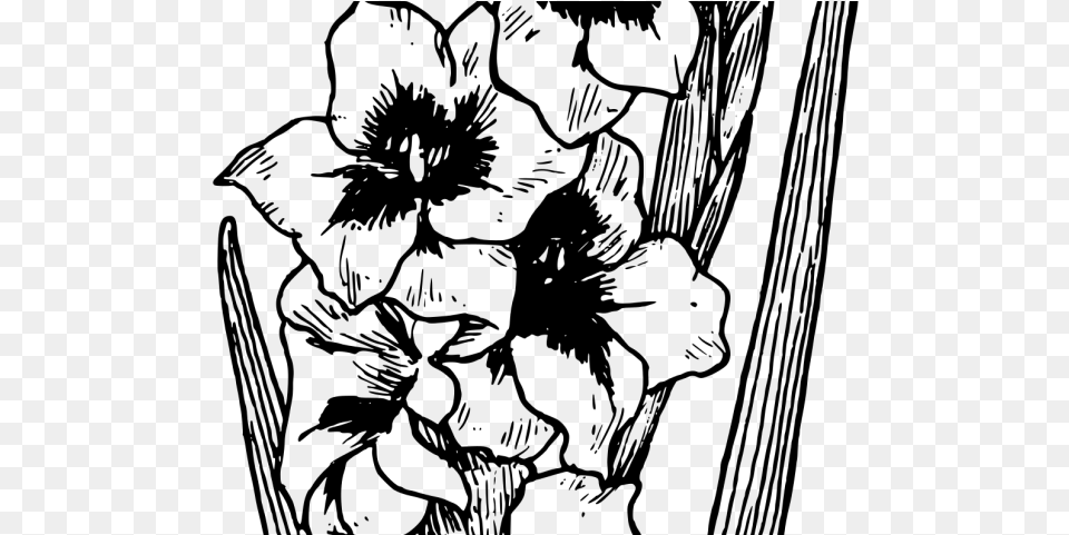 Gladiolus Clipart Transparent Gladiolus Drawing, Gray Free Png Download