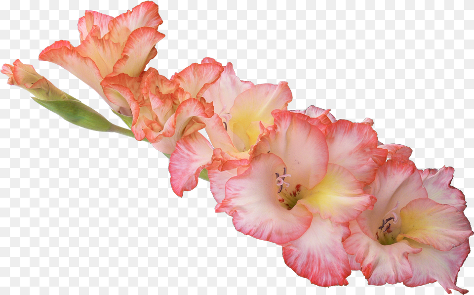 Gladiolus Flower Background, Plant, Petal, Rose Free Transparent Png