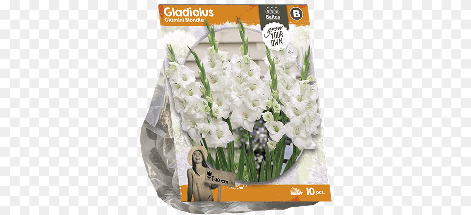Gladiolus Glamini Blondie Per 10 Lily Of The Valley, Flower, Plant, Flower Arrangement, Adult Free Png