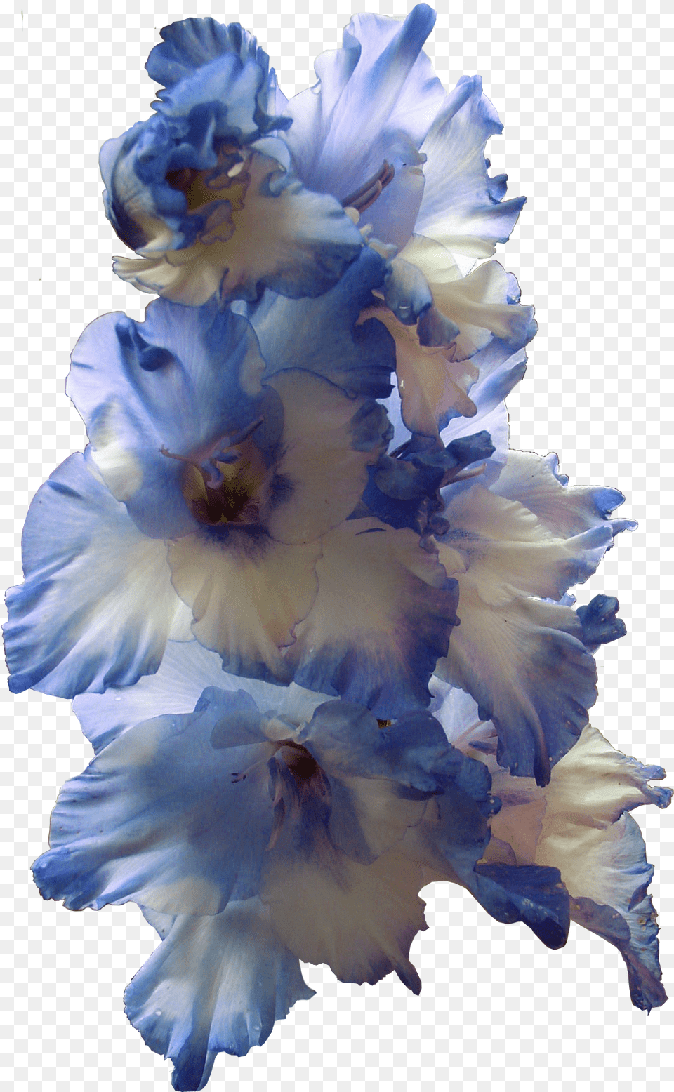Gladiolus Image Blue Gladiolus, Flower, Geranium, Plant, Petal Png