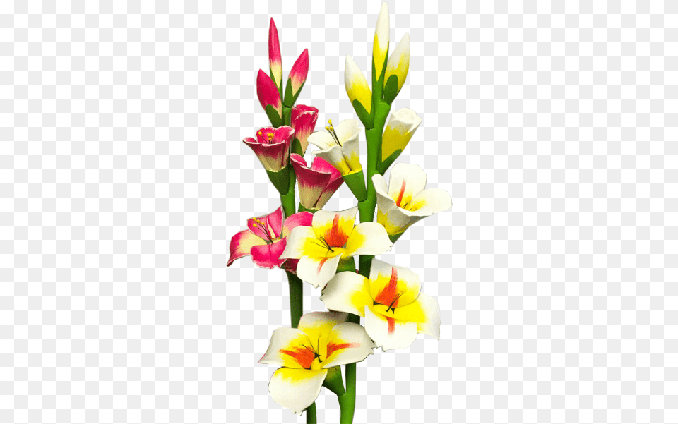 Gladiolus Photo Gladiolus Flower, Petal, Plant, Flower Arrangement Png Image