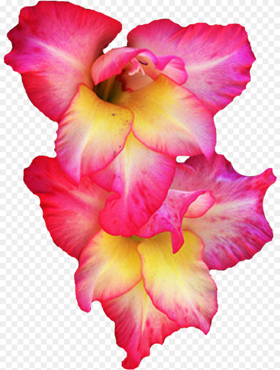 Gladiolus Pic 1 240 Gladiolus Clipart, Flower, Petal, Plant, Rose Free Png Download
