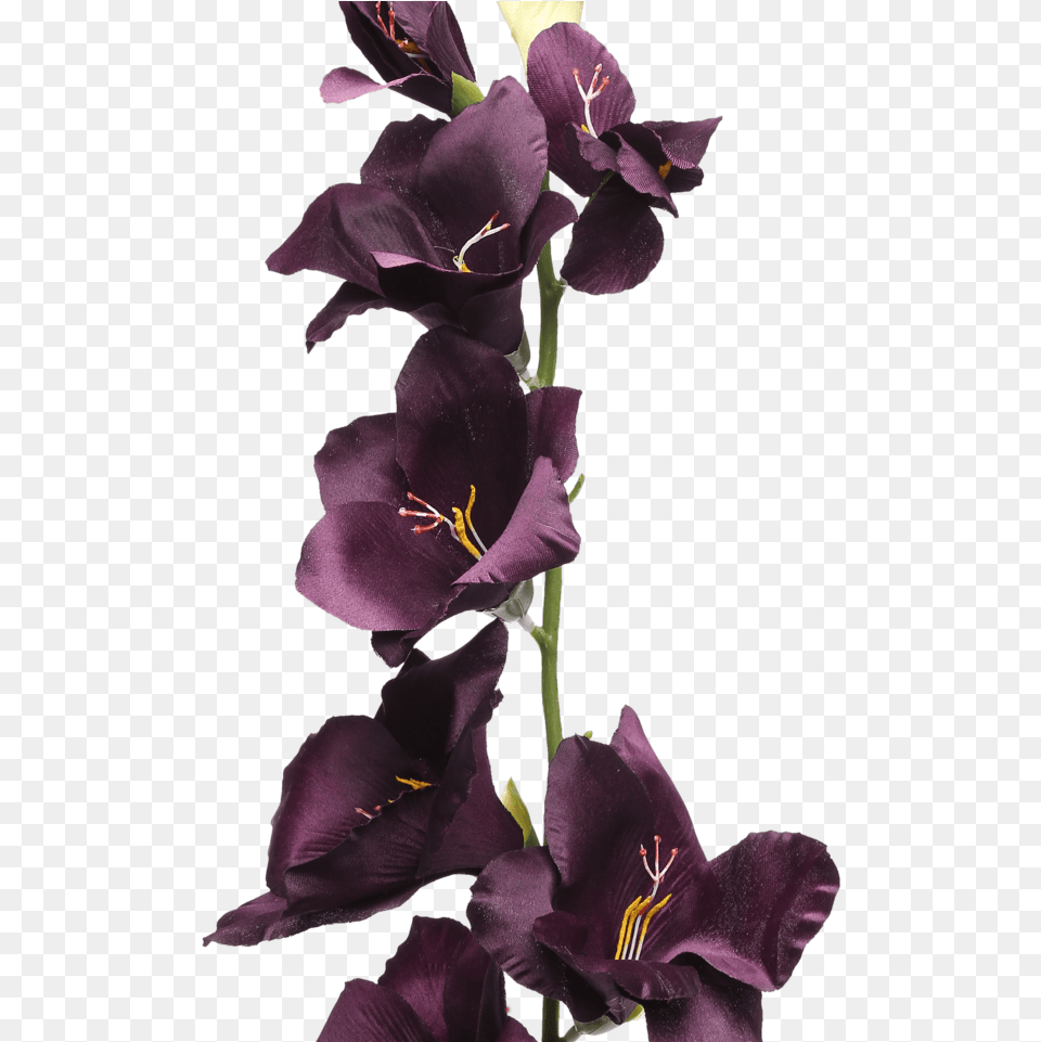 Gladiolus Spray Plum Iris, Flower, Geranium, Plant, Petal Free Png