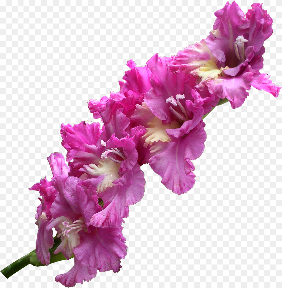 Gladiolus Transparent Gladiolus, Flower, Plant Free Png Download