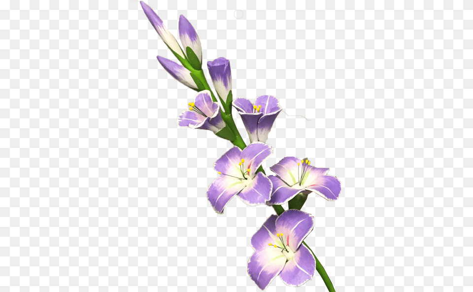 Gladiolus Picture Mart Gladiolus Clipart, Flower, Plant, Petal, Geranium Free Transparent Png