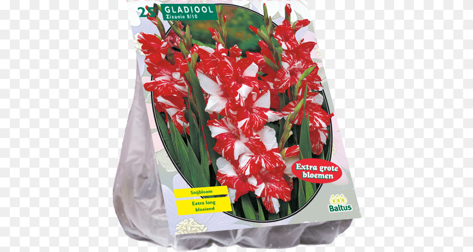 Gladiolus Zizanie Collection De 50 Glaeuls Assortis Willemse, Flower, Plant Free Transparent Png