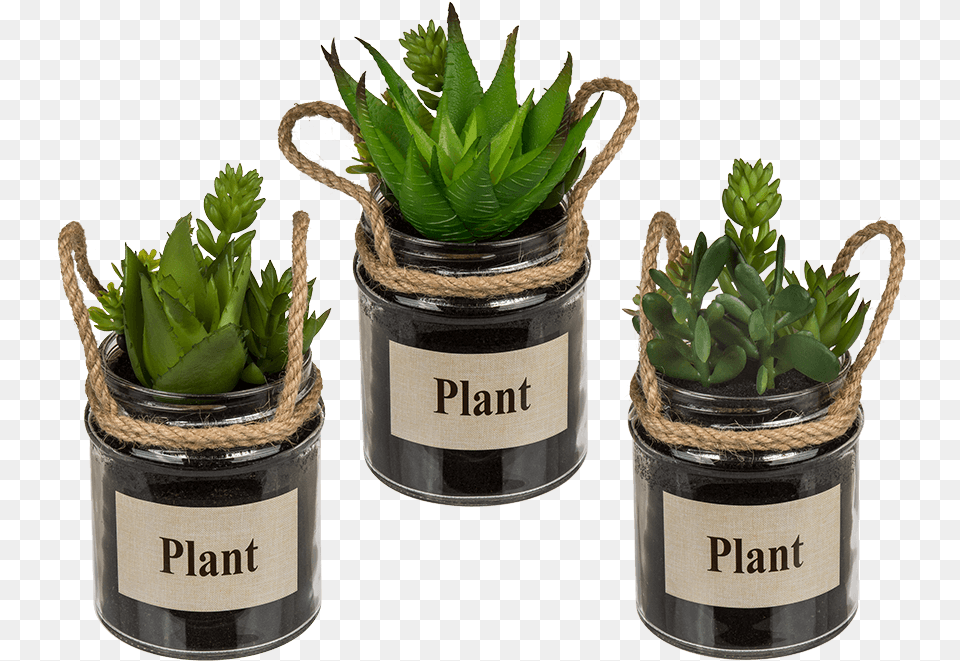 Glass, Jar, Plant, Planter, Potted Plant Png Image