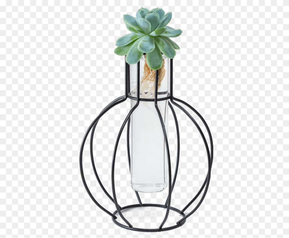 Glass Bottle, Jar, Plant, Planter, Potted Plant Free Png