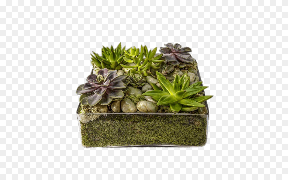 Glass Container With Succulents, Jar, Plant, Planter, Potted Plant Png Image