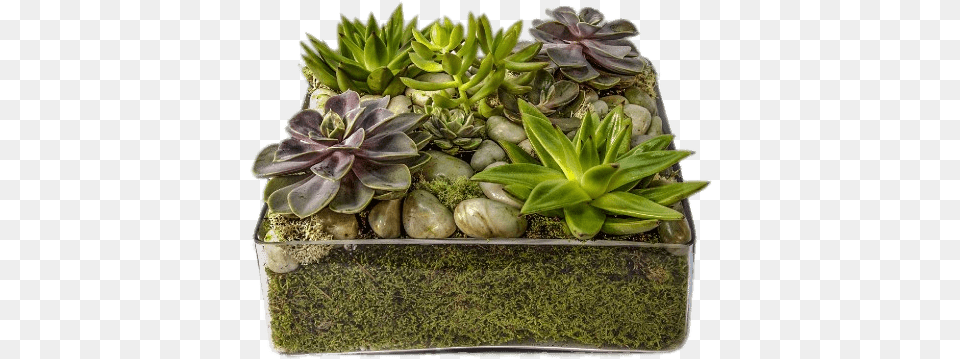 Glass Container With Succulents Succulent Tray, Jar, Plant, Planter, Potted Plant Free Png