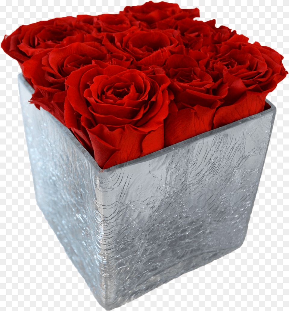 Glass Cube Garden Roses, Flower, Plant, Rose, Flower Arrangement Png