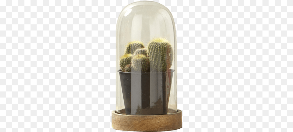 Glass Dome Cactus En Una Cupula De Cristal, Plant, Potted Plant, Jar Png
