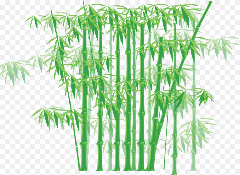 Glass Films In Bamboo Design, Plant Png