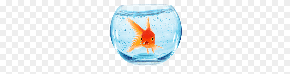 Glass Fish Bowl, Animal, Sea Life, Goldfish Free Png Download