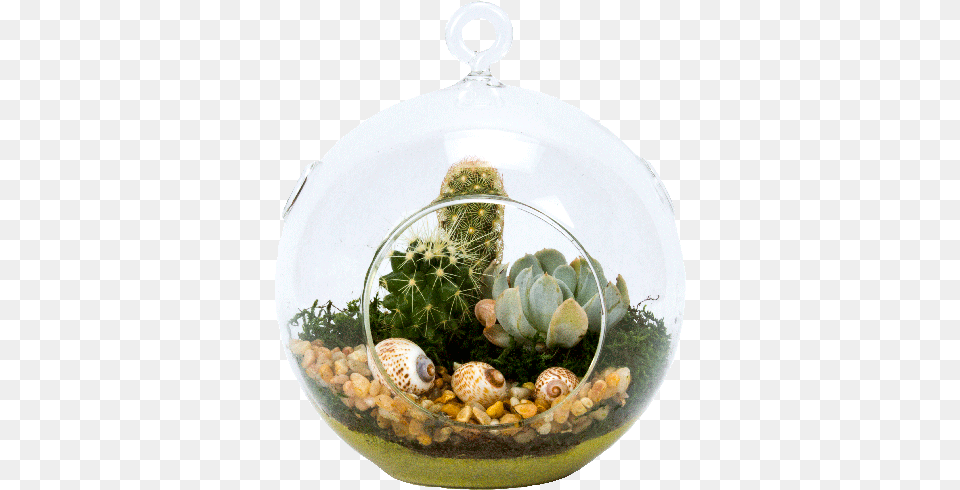 Glass Globe Succulent Plant Terrarium Auction, Fungus, Animal, Invertebrate, Sea Life Free Transparent Png