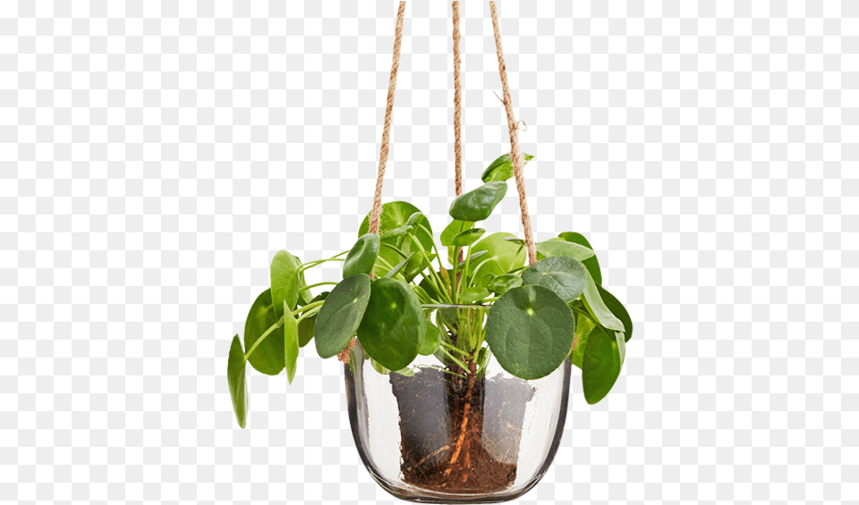 Glass Hanging Plant Pot, Jar, Leaf, Planter, Potted Plant Free Png Download