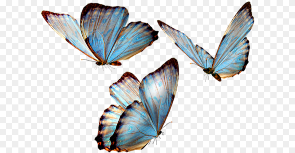 Glasswing Butterfly Brush Footed Butterflies Insect Butterfly Transparent, Animal, Invertebrate Png Image