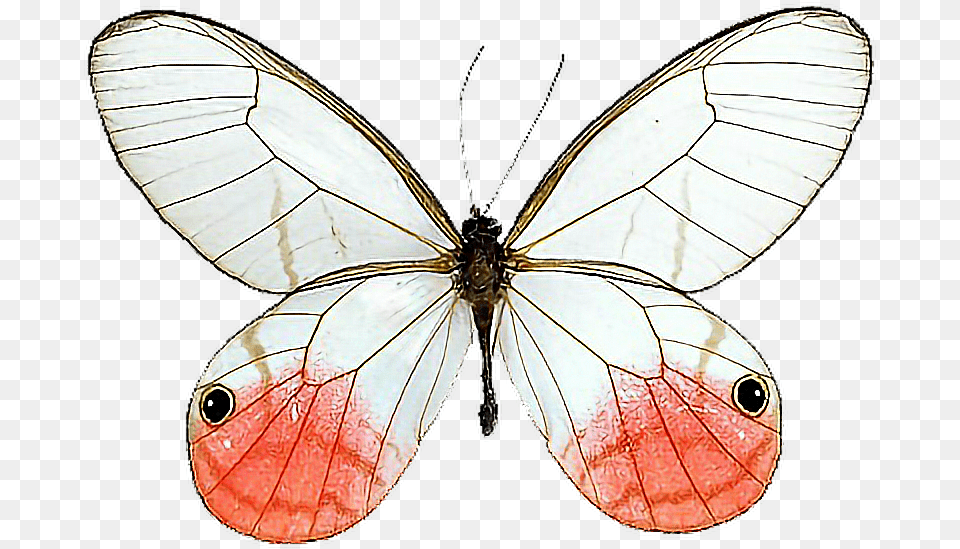 Glasswing Butterfly Cithaerias Milkweed Butterflies Pink Tipped Satyr Butterfly, Animal, Insect, Invertebrate Png