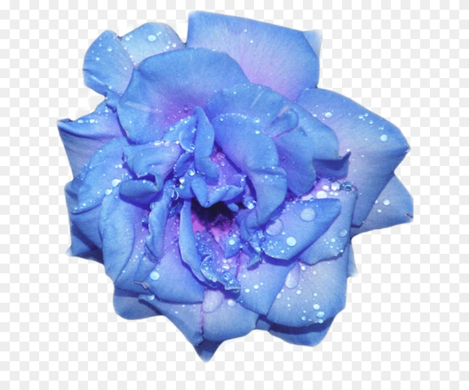 Glitter Blue Blueaesthetic Flower Aesthetic Purple Aesthetic Blue Flower Transparent, Petal, Plant, Rose, Geranium Free Png