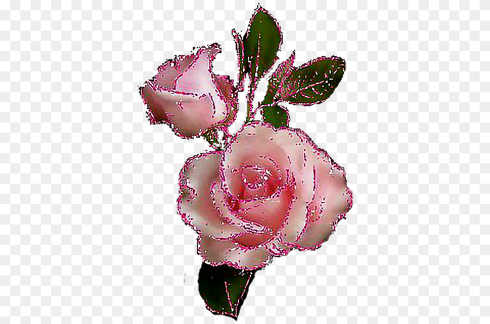 Glitter Sparkle Rose Glitter Roses, Flower, Petal, Plant, Pattern Free Png Download